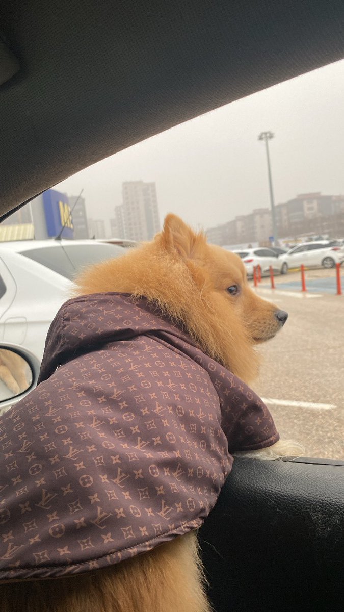 Gelen geçen herkese aniden havlayıp, insanları korkuttuğuna göre eve gidebiliriz psikopat civciv👍🏻