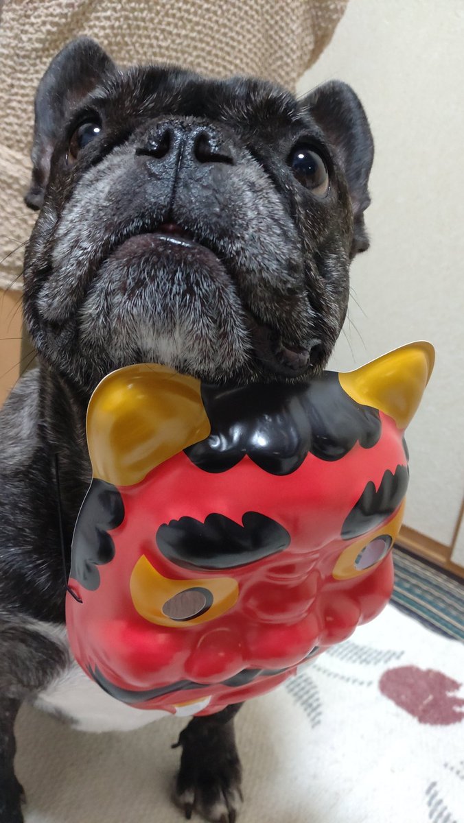 HTarou58's tweet photo. 粘い鼻汁や酷い鼻詰りから開放された楽太郎。

しかし、チリチリした不安が頭の隅にあり。

11月29日
「病理組織の結果は慢性鼻炎です。」と聞く。

『癌ではない！』
安心したら涙が止まらなくなり、元気な楽太郎に引っ張られるように病院を出た。

#楽太郎
＃フレンチブルドッグ
＃犬の鼻炎 https://t.co/e6PYhWf4Rs