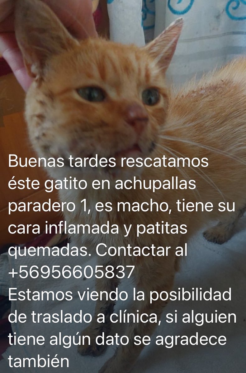 carolinapinoc's tweet photo. Gatito rescatado #MascotasIncendio https://t.co/RD5nE47lIh