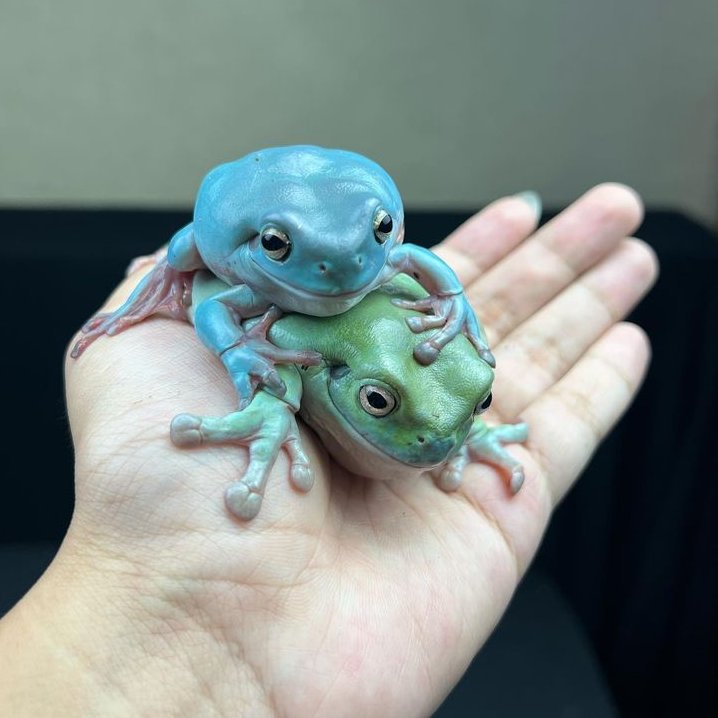 frogofthe's tweet image. 📅  7th February 2024
🐸  Blue and Mochi
🏷️  Instagram/reptilezoy
💕 #animaloftheday