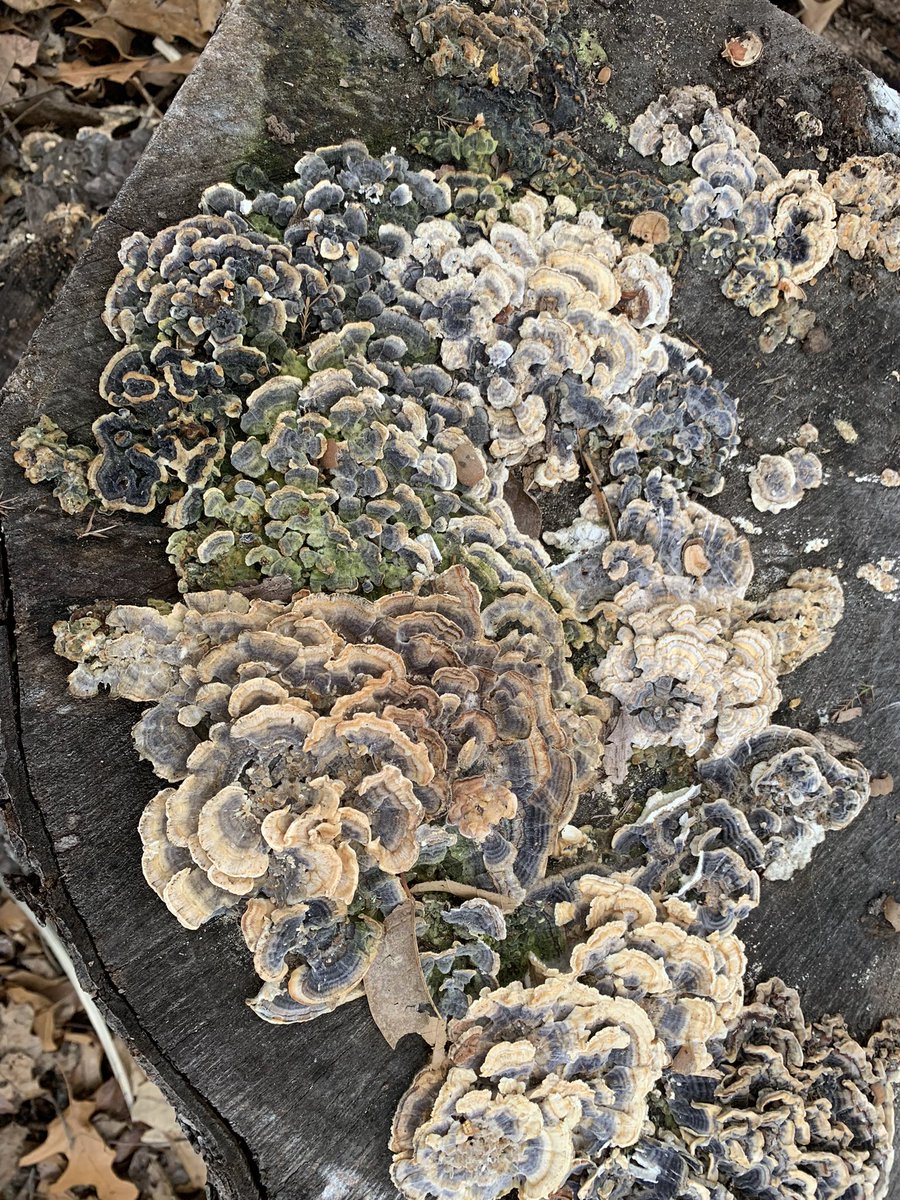 Rachel Helston 🍄 tweet media