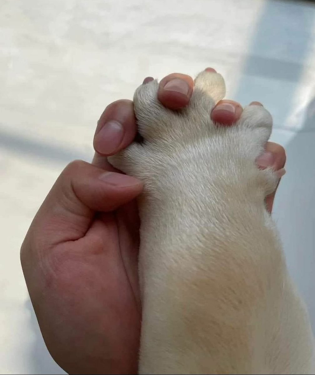 contents that ll heal your depression 🌻 (@catshealdeprsn) on Twitter photo 