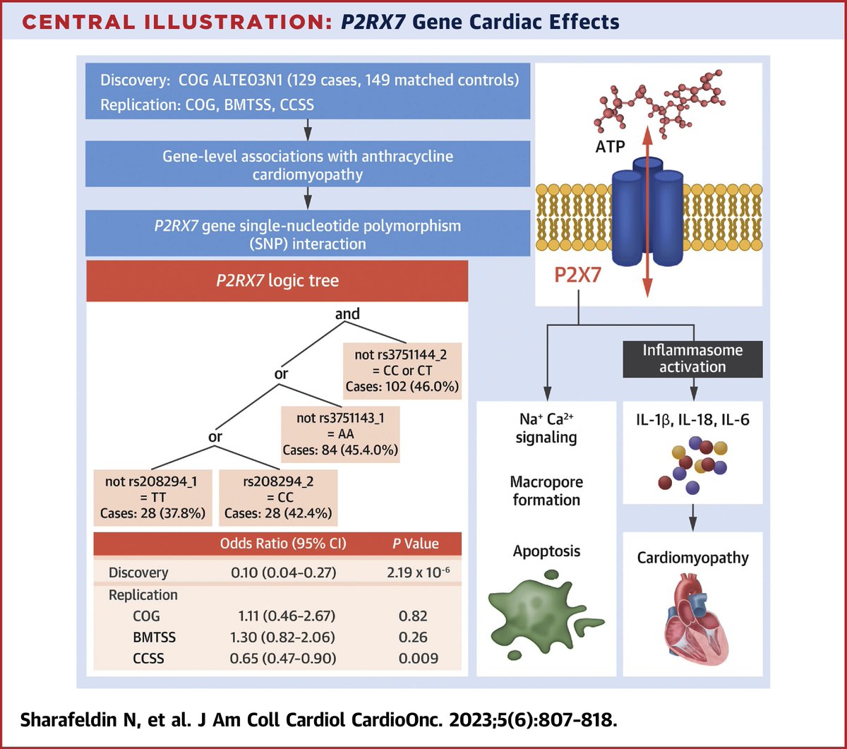 JACC Journals (@jaccjournals) on Twitter photo SNP sets having 1 or no copies of #P2RX7 variant alleles were assoc w/ reduced risk of #cardiomyopathy, presenting a potential therapeutic target to mitigate cardiac outcomes in cancer survivors. bit.ly/48coaOJ
#WorldCancerDay #JACCCardioOnc #CardioOnc <a href="/NohaSharafeldin/">Noha Sharafeldin, MD, MSc, PhD</a> SNP sets having 1 or no copies of #P2RX7 variant alleles were assoc w/ reduced risk of #cardiomyopathy, presenting a potential therapeutic target to mitigate cardiac outcomes in cancer survivors. bit.ly/48coaOJ
#WorldCancerDay #JACCCardioOnc #CardioOnc <a href="/NohaSharafeldin/">Noha Sharafeldin, MD, MSc, PhD</a>
