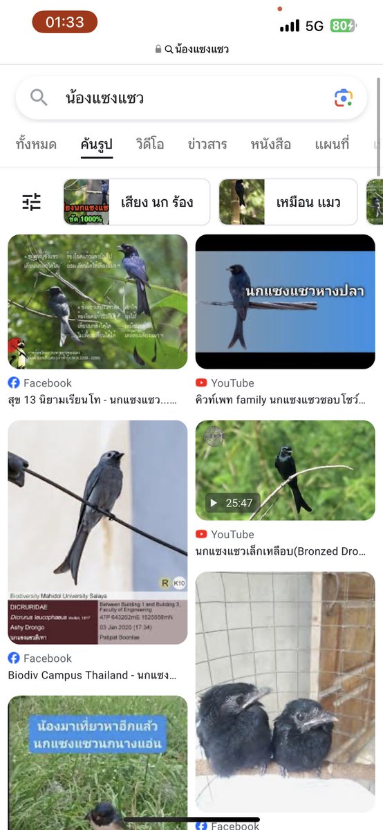 นกแซงแซวของกัมมาย