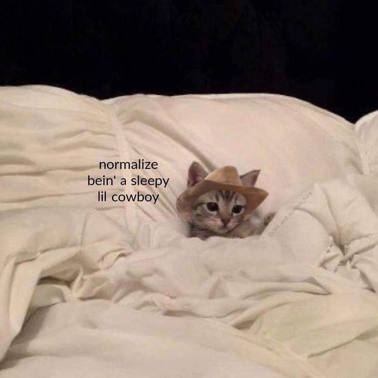 Catsillyness's tweet photo. https://t.co/wxFXCNCask