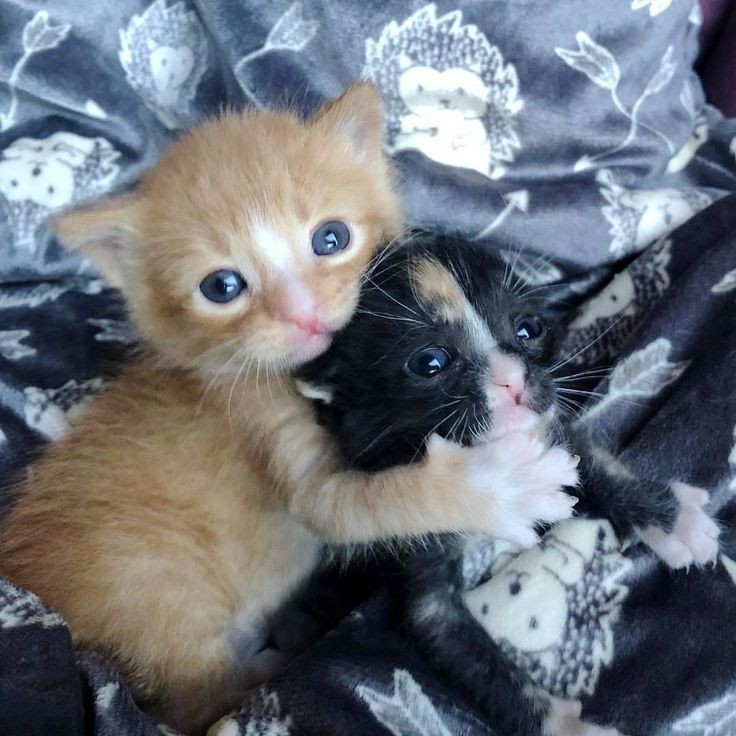 babies