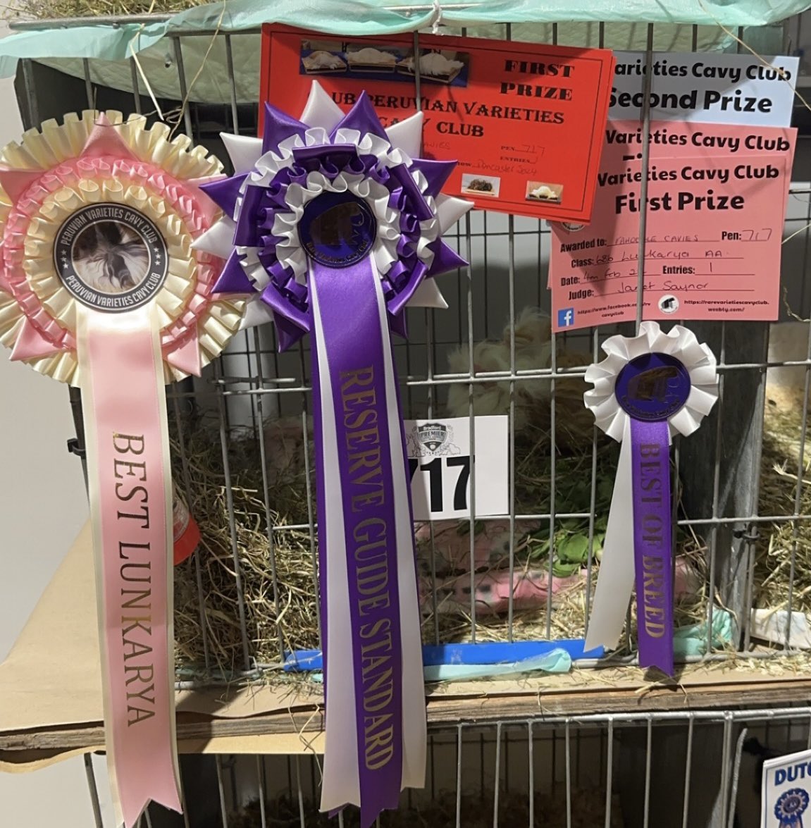 This weekend was the turn of the guinea pigs to be shown at Bradford Small Animal Show. Will take reserve best guide standard, was their first show too!