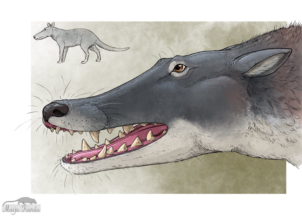 MaijaKarala's tweet image. Pakicetus - a very early cetacean - showing an expression of fearful, defensive aggression widely shared among mammals. I'm fascinated by the deep roots of emotions and body language in animals. Much of it is shared between species separated by immense gulfs of evolution.