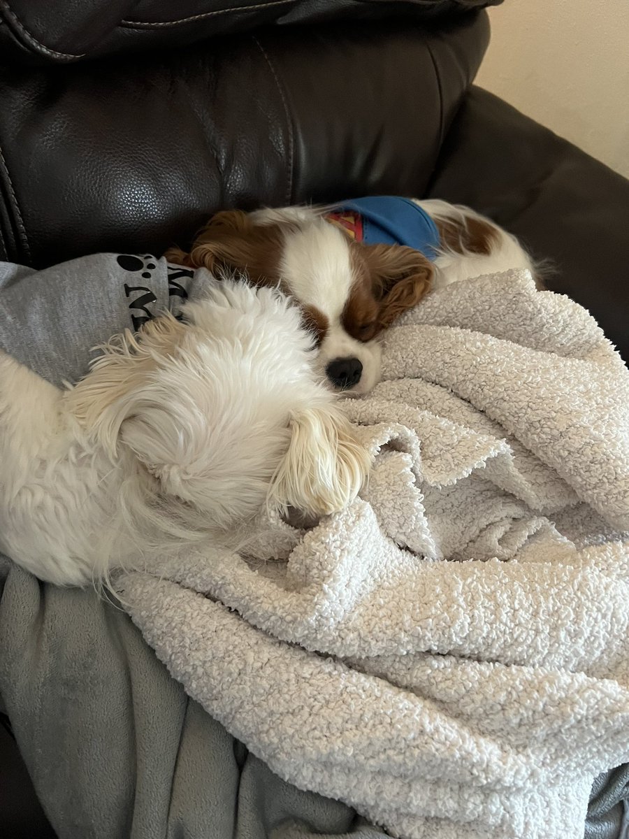 mbfanforever's tweet photo. @Phil_Sledge Our new baby snuggling up to our Andy!🐶❤️ https://t.co/JJaLOxBj4B