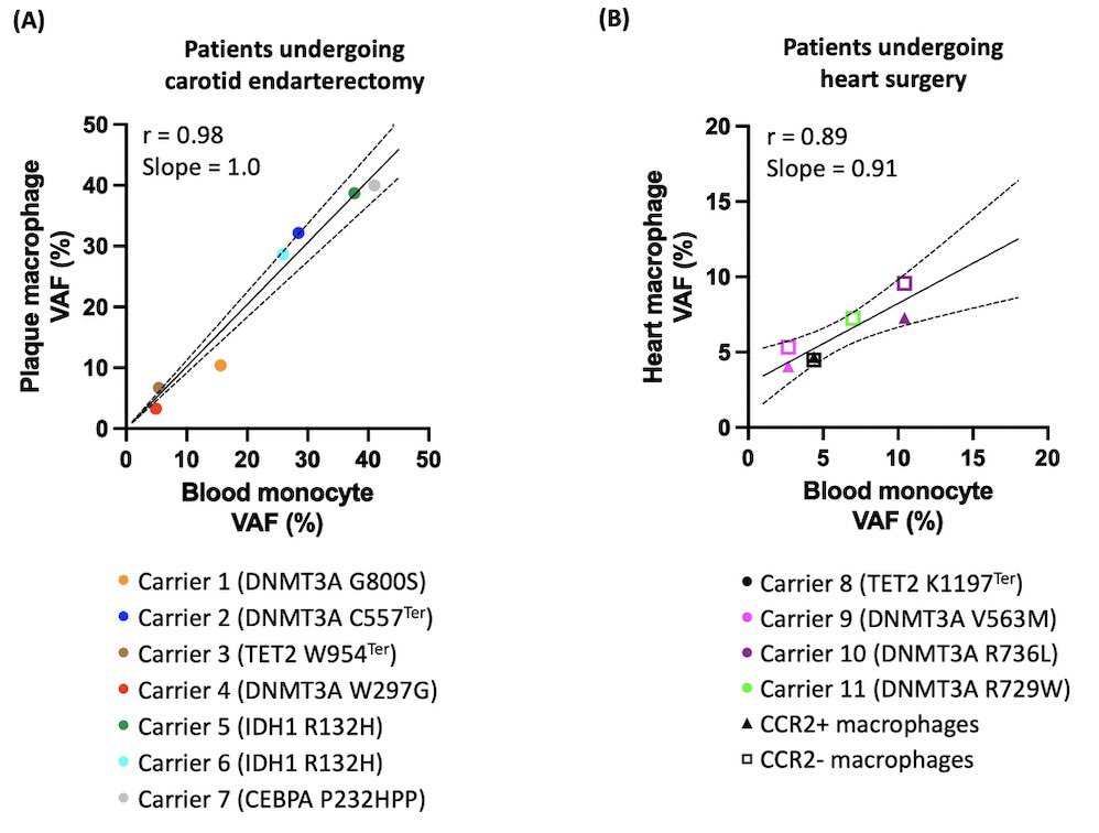 Happy to share our latest story on #CHIP. Although the fraction of mutant cells was low in human plaque and heart, the bulk of macrophages in CHIP carriers were more inflammatory pubmed.ncbi.nlm.nih.gov/38269586/ @UHZ_UNIFreiburg @dirkwestermann @sfb1425 @MoritzScheidt @atvbahajournals