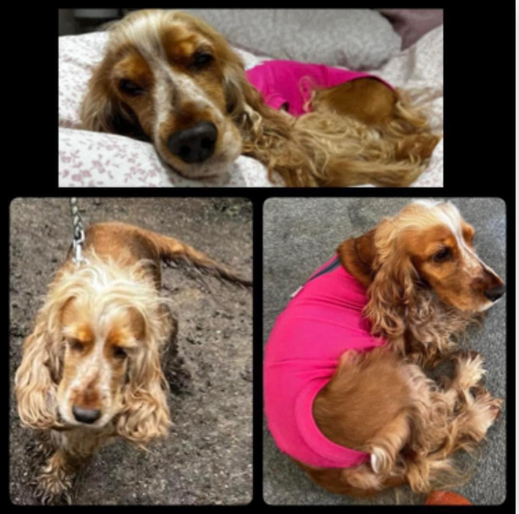 rosieDoc2's tweet photo. ‼️URGENT RTS PLS - HUGE AREA TO GET LOST IN TY‼️
DOG MISSING #BAMBURGH #BEACH #NORTHUMBERLAND 4.2.24

Sasha lost on Bamburgh beach 
if any1 sees her can you 📞 me 07801 633923 TY 
PLS LOCALS 
@Bamburgh_Castle @BamCastleInn 
@Bamburghgolf @BamburghCCC @Crewe_Courtyard @JacquiSaid https://t.co/6Ix9OQ9IwE