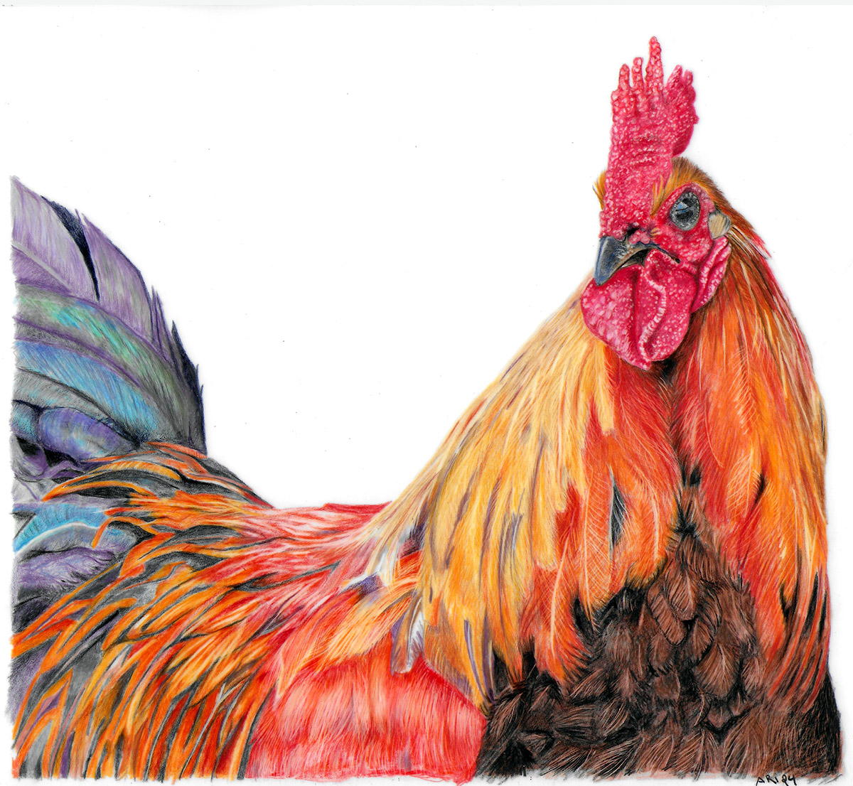 Fresh off my drawing board, this rooster took me about three days to finish.  

#rooster #chicken #draftingfilm #fabercastell #carandache #art #artinspiration #bird #birdsoftwitter #artist #artistsontwitter #wildlifeart #animalart #photorealisim #photorealistic_art