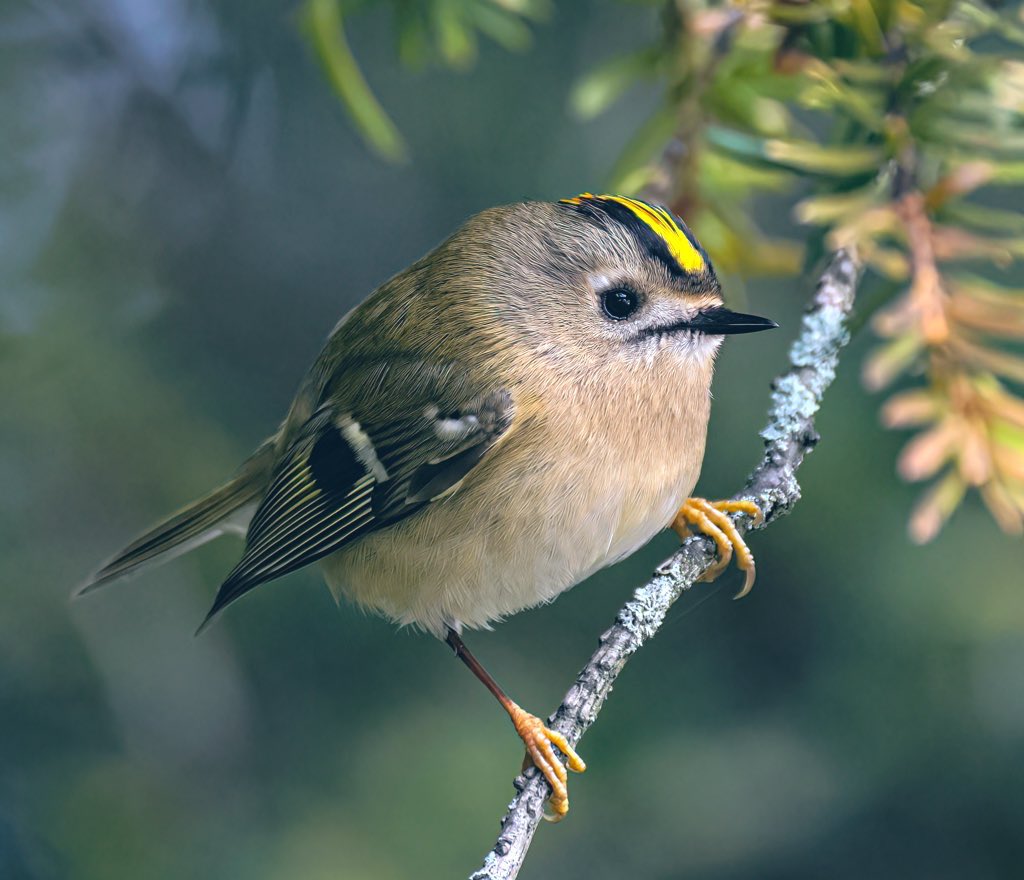 Jeff’s Wildlife Photography tweet media