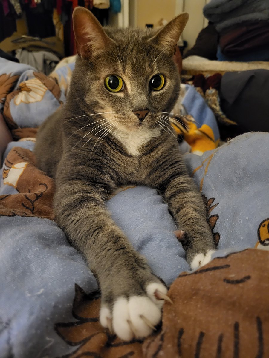 SilbyGrayCat's tweet photo. #HedgewatchForKayla Purrs, love, and hugs to her family https://t.co/w4zP6jHdSA