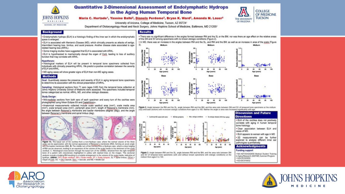Visit poster #142 on 2/4 at 1:15 pm at #ARO2024 when Maria Hurtado from <a href="/UAZMedTucson/">UA College of Medicine – Tucson</a> presents research showing a quantitative 2D assessment of endolymphatic hydrops in the aging human temporal bone <a href="/dperdom0/">Dianela Perdomo</a> <a href="/DoctorYassine/">Dr.Yassine.Balhi</a>, @LauerLab, <a href="/WardensMD/">Bryan Ward</a> <a href="/AROMWM/">ARO</a>