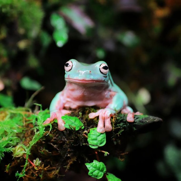 frogofthe's tweet image. 📅  6th February 2024
🏷️  Instagram/jiu_forest
💕 #animaloftheday