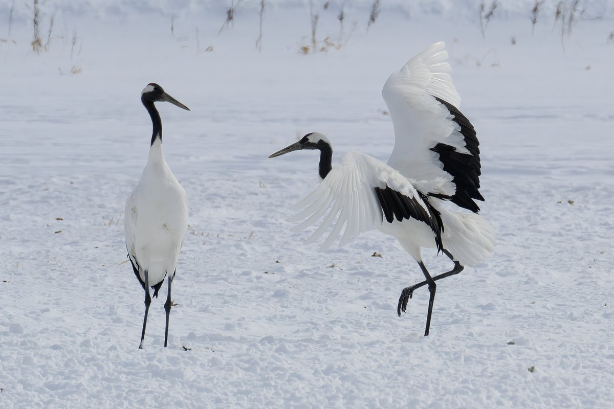Still jetlagged, but I did finish the edit of the Red-crowned Cranes from the last day of the Japan trip. Such elegant, beautiful birds, even when they are have territorial disputes! #redcrownedcranes #wildlifephotography #bbcwildlife #birds #avian #grusjaponensis