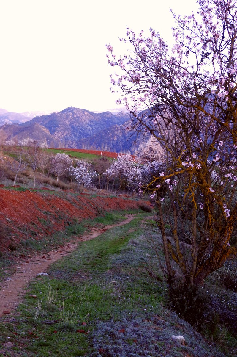 alayos61's tweet photo. Los almendros se atreven con la floración..
Y nuestro querido Héctor se anima a posar... 🐾🐕
#spainwaterdog #pdae #pentaxk3II #perrodeaguaespañol #losalayosdilar https://t.co/12ivoSPPBw