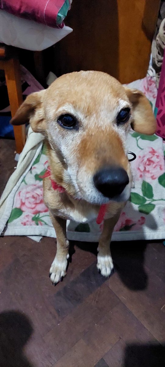 Alguien conoce a esta perrita????
La encontraron en Villa Lugano el 24 de diciembre/2023.
DIFUNDAN POR FAVOR!!!
NO PUEDEN TENERLA!!!
1165682284