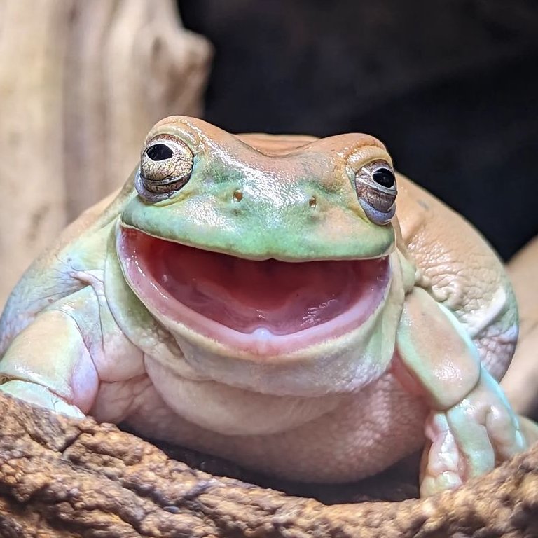 frogofthe's tweet image. 📅  5th February 2024
🐸  Frosch
🏷️  Instagram/fatfatfrogs
💕 #animaloftheday
