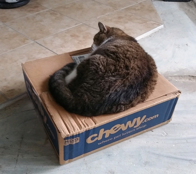Queen Olivia taking a #CatBoxSunday nap. #CatsofX #CatsOfTwitter