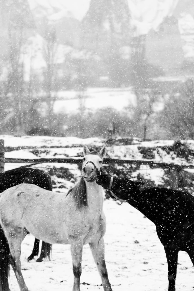 Ocak ayı“Siyah Beyaz ”teması kapsamında başlattığımız yarışmaya gönderilmiş olan fotoğraflar jüri değerlendirmesinden geçtikten sonra bu ayın kazananı belli oldu.Bu fotoğrafı kadrajına sığdıran @busrac3kic’ı tebrik ediyor, yarışmaya katılan tüm arkadaşlarımıza teşekkür ediyoruz.