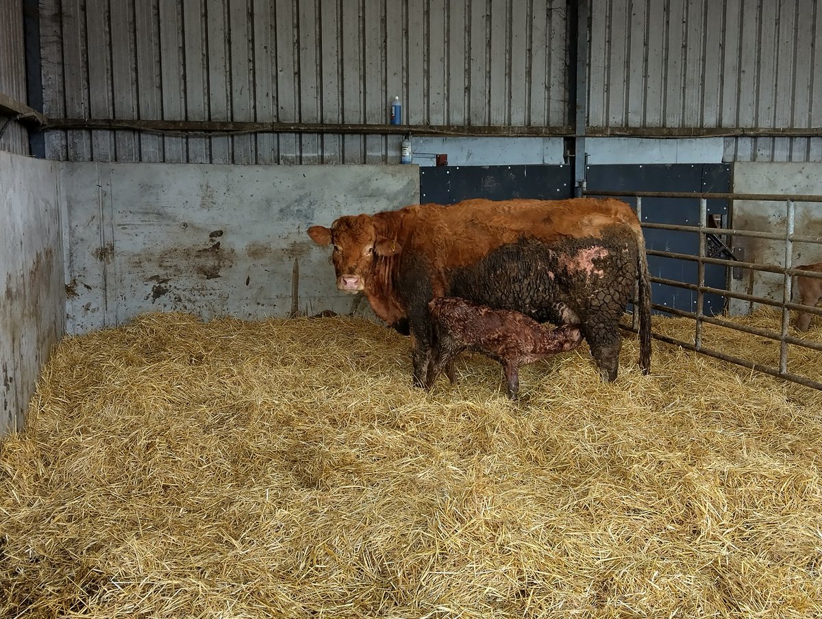 Heifer calf out of a tank of an eby cow..done it all herself 😁a definite keeper🤩