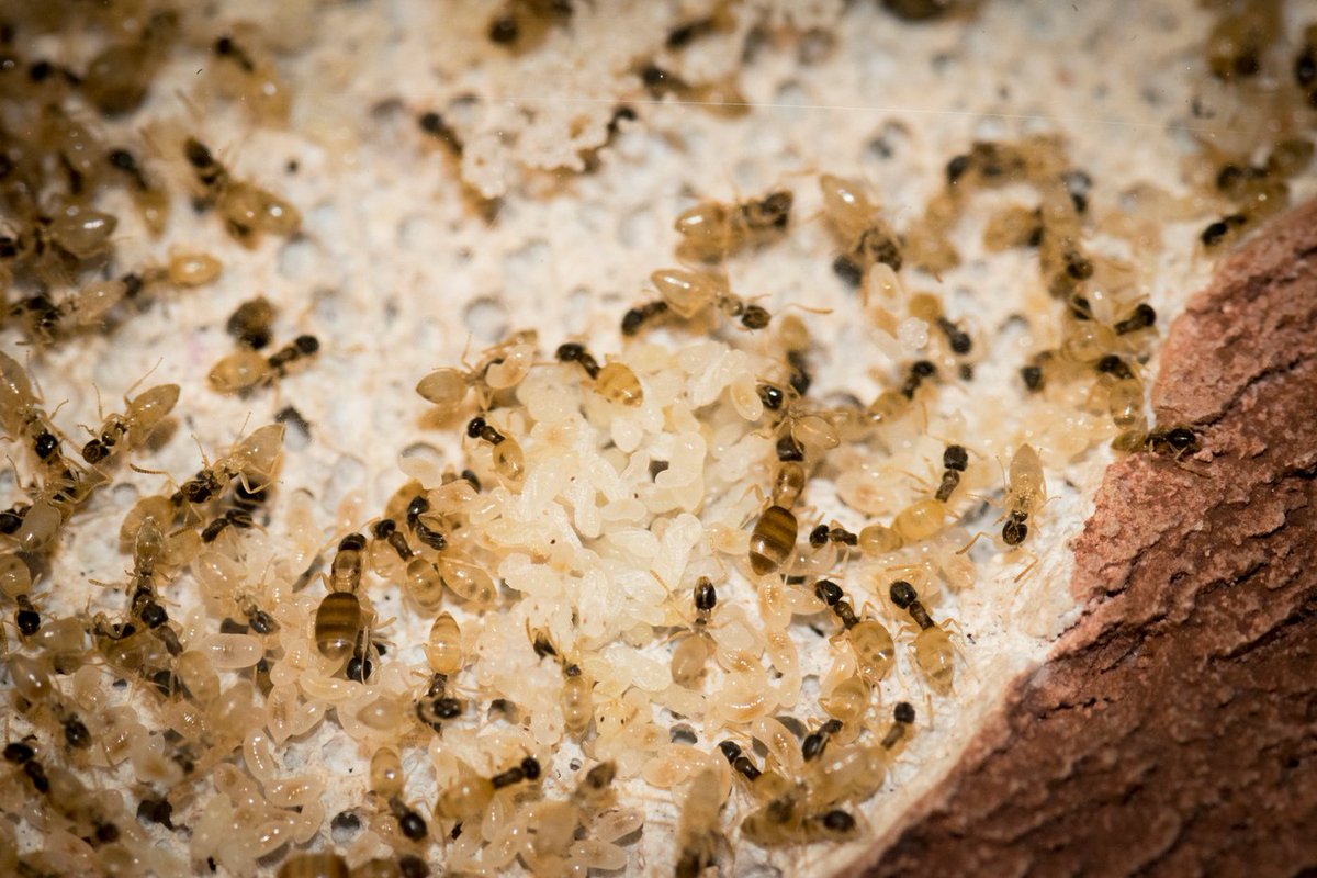 Chris Hadfield tweet media