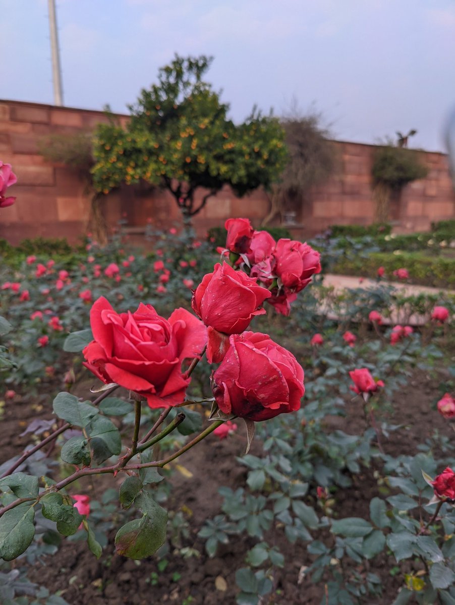 that_chand's tweet image. Dude, I love the image processing of Gcam. 
#OnePlus9Pro