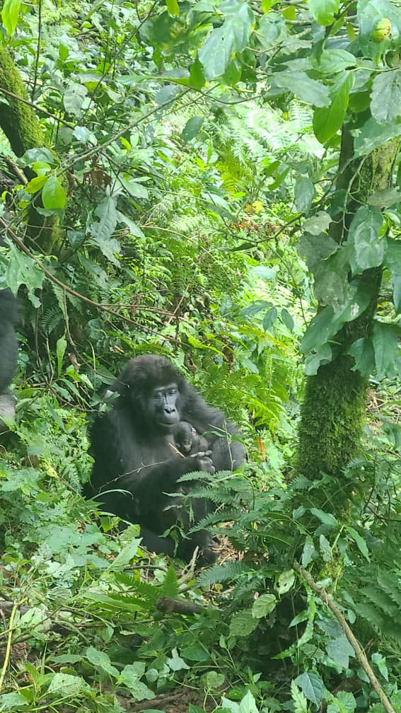 Meet the world’s newest baby mountain gorilla 🦍 born in the Bikingi Mountain Gorilla Family. We are glad to share with you this first mobile image from our field team in Rushaga - Bwindi Impenetrable NP, Uganda 📷 Nvuyekure Brian (Ecological Research & Monitoring Ranger) 1/3