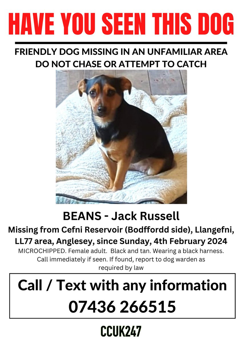 uk_canine's tweet photo. #BEANS IS #MISSING FROM #CEFNIRESERVOIR, (#BODFFORDD SIDE) #LL77 AREA, #LLANGEFNI, #ANGLESEY, SINCE SUNDAY 4TH FEBRUARY, 2024.
SIGHTINGS NEEDED -MISSING IN AN UNFAMILIAR AREA AFTER BEING CHASED BY 3 DOGS.  
https://t.co/S22bWTAXds https://t.co/sHKSoUUlDk