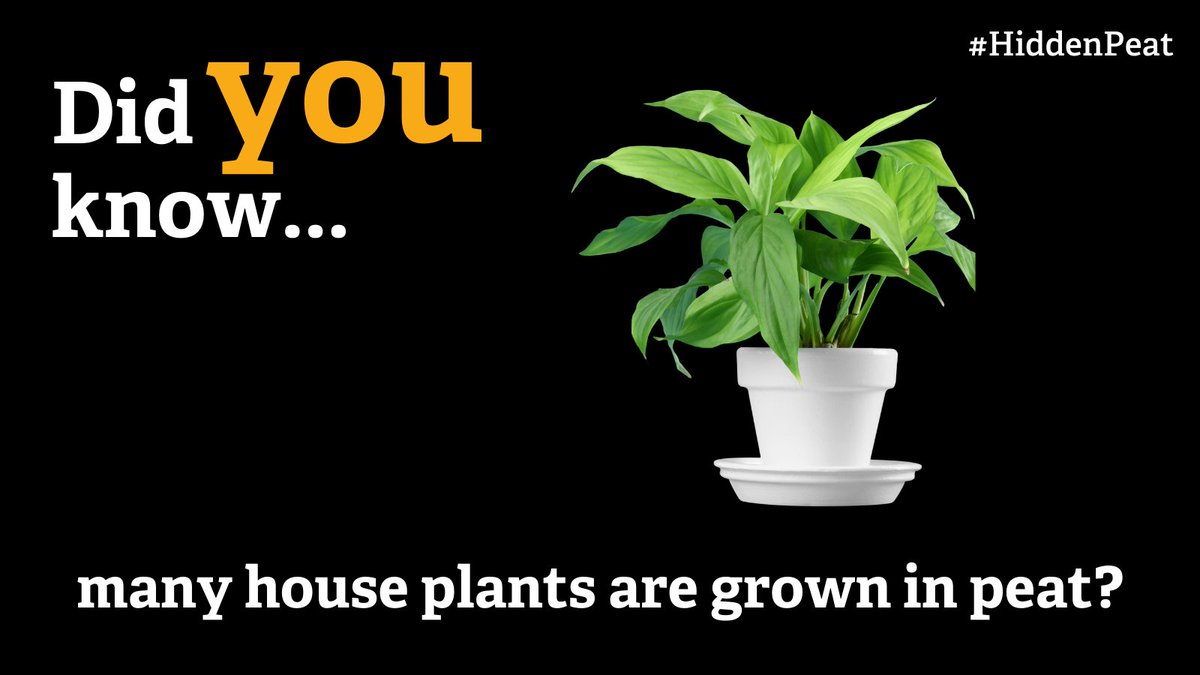 Peatlands are formed over thousands of years. It takes 1,000 years for 1 meter of peat to form. That’s around 1mm per year! Yet, it’s dug up when it shouldn’t be, e.g. to grow house plants Pledge to go peat-free! 💚 wildlifetrusts.org/ban-sale-peat