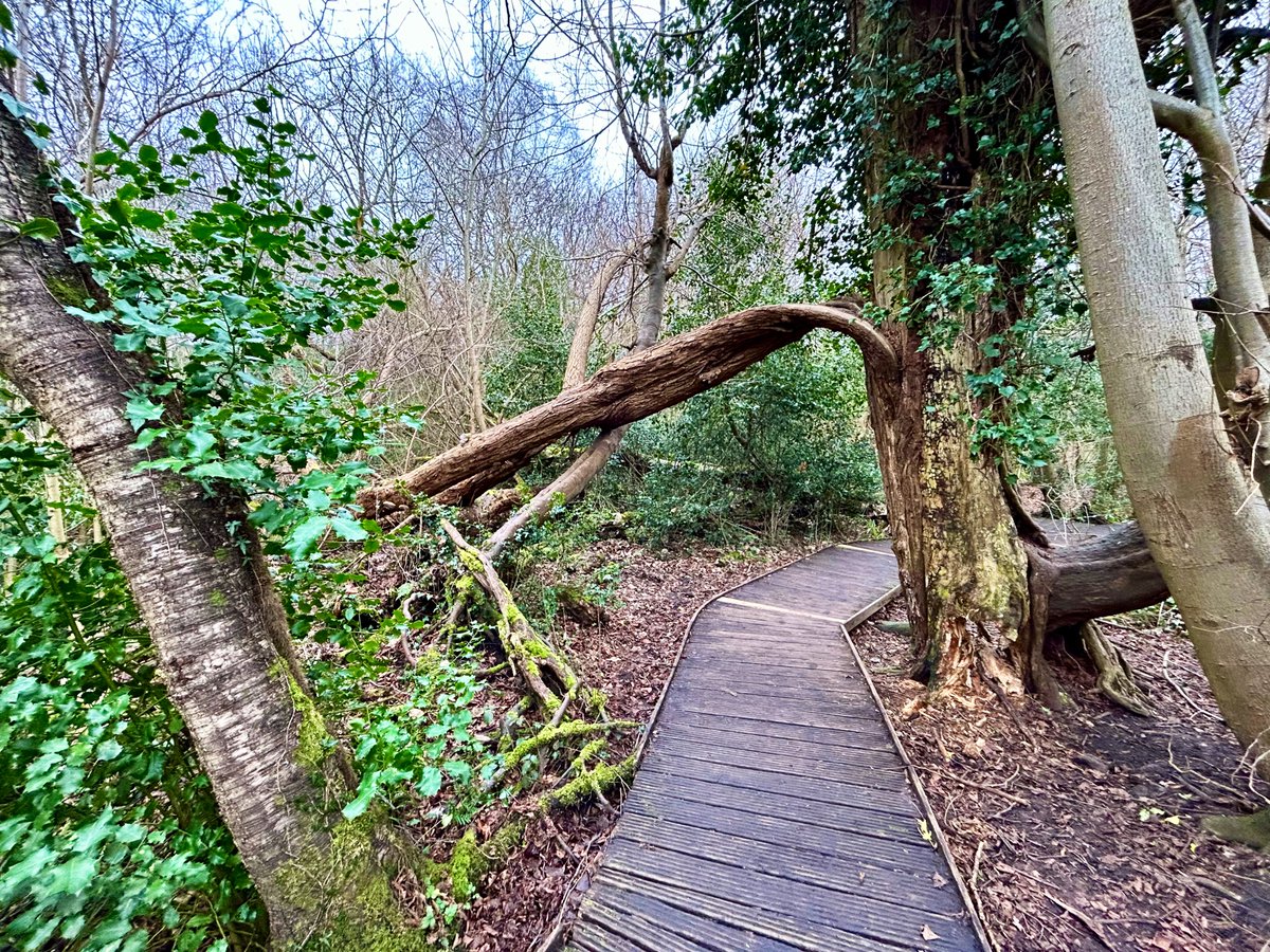 A lovely walk around Moseley Bog this afternoon - very relaxing 🌳