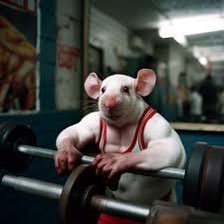 RatPeeVAL's tweet image. GAME DAY. Rat Pee does NOT lose 4 games in a row. The team is back at it tonight at 8:30 for their second chance on breeze. YOUR RAT PEE STARTING 5:
Band$58🧠
Mert🫁
Talisker👁️
BigDaddyBog🦷
JamGod🫀
#keeppissin #runratsrun