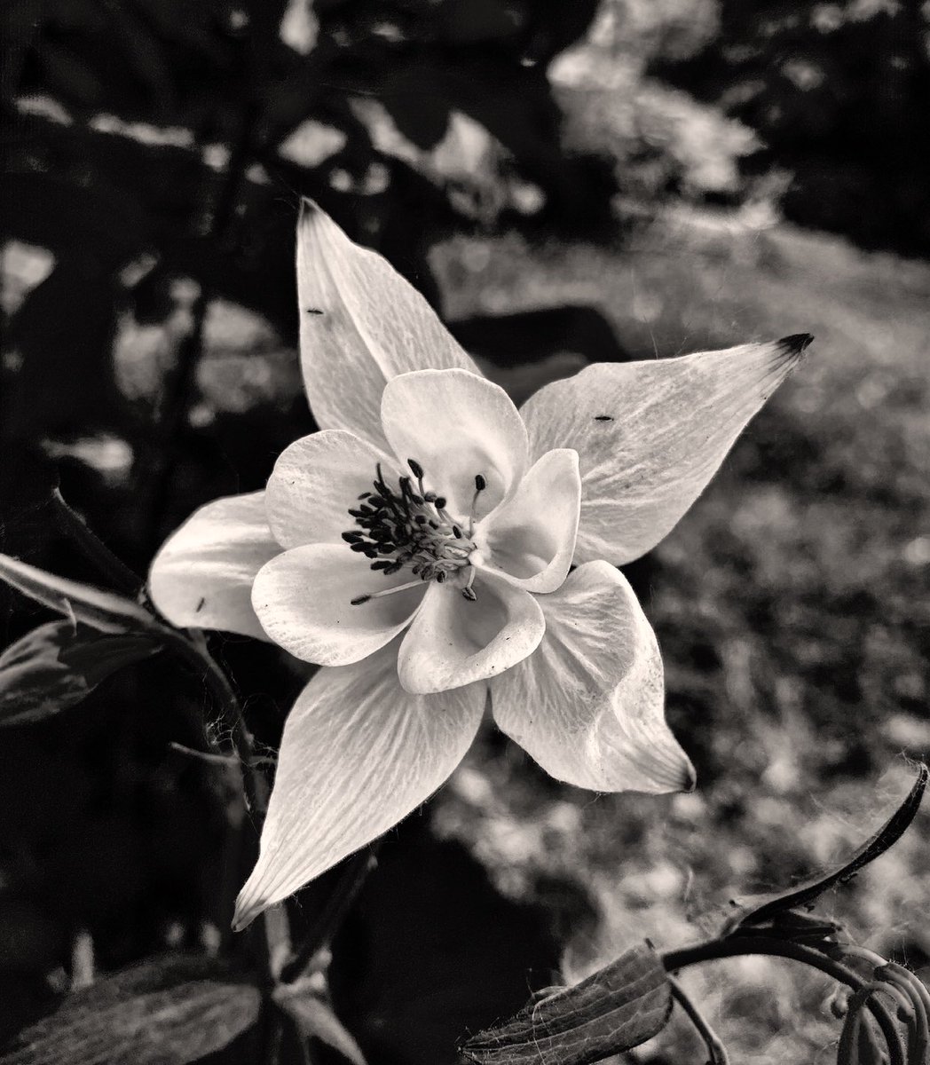 Spring is only a couple of months away! #BlackAndWhitePhotography #flower #FlowersOfTwitter #outdoors #NorthernAlberta #Experimenting