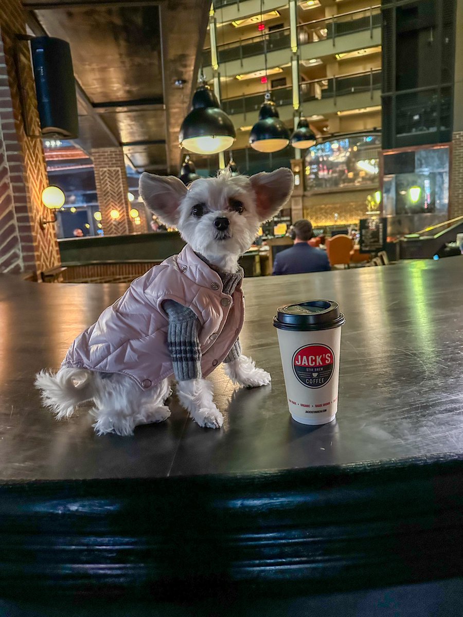 Only one cup? 
Bring the ☕️ pot asap! 
- Belle

#sundayvibes #dogswithcoffee #coffee #dogsofinstagram #cute #nyc #nycfoodie