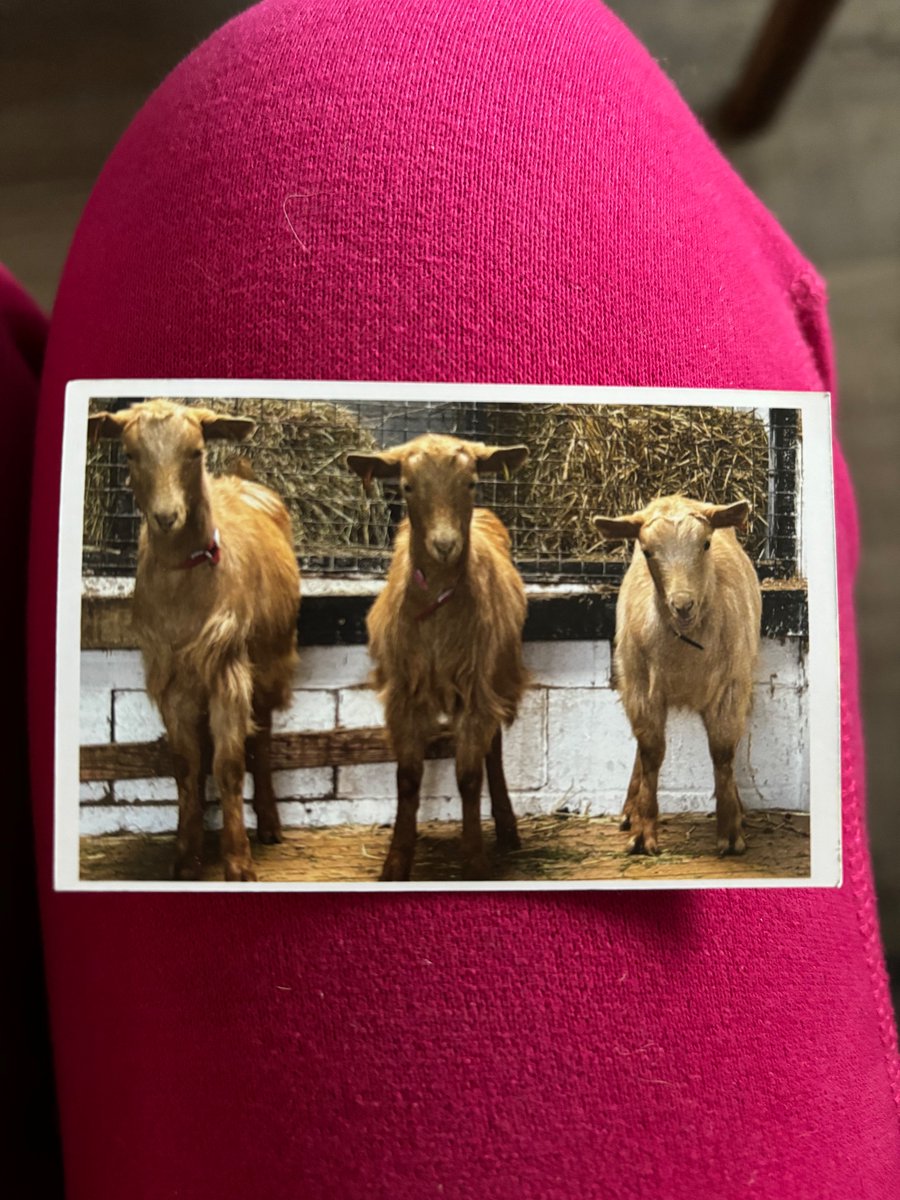 It’s been a while but I’m back and with increased gusto! Just look what we’ve got ❤️🐐❤️