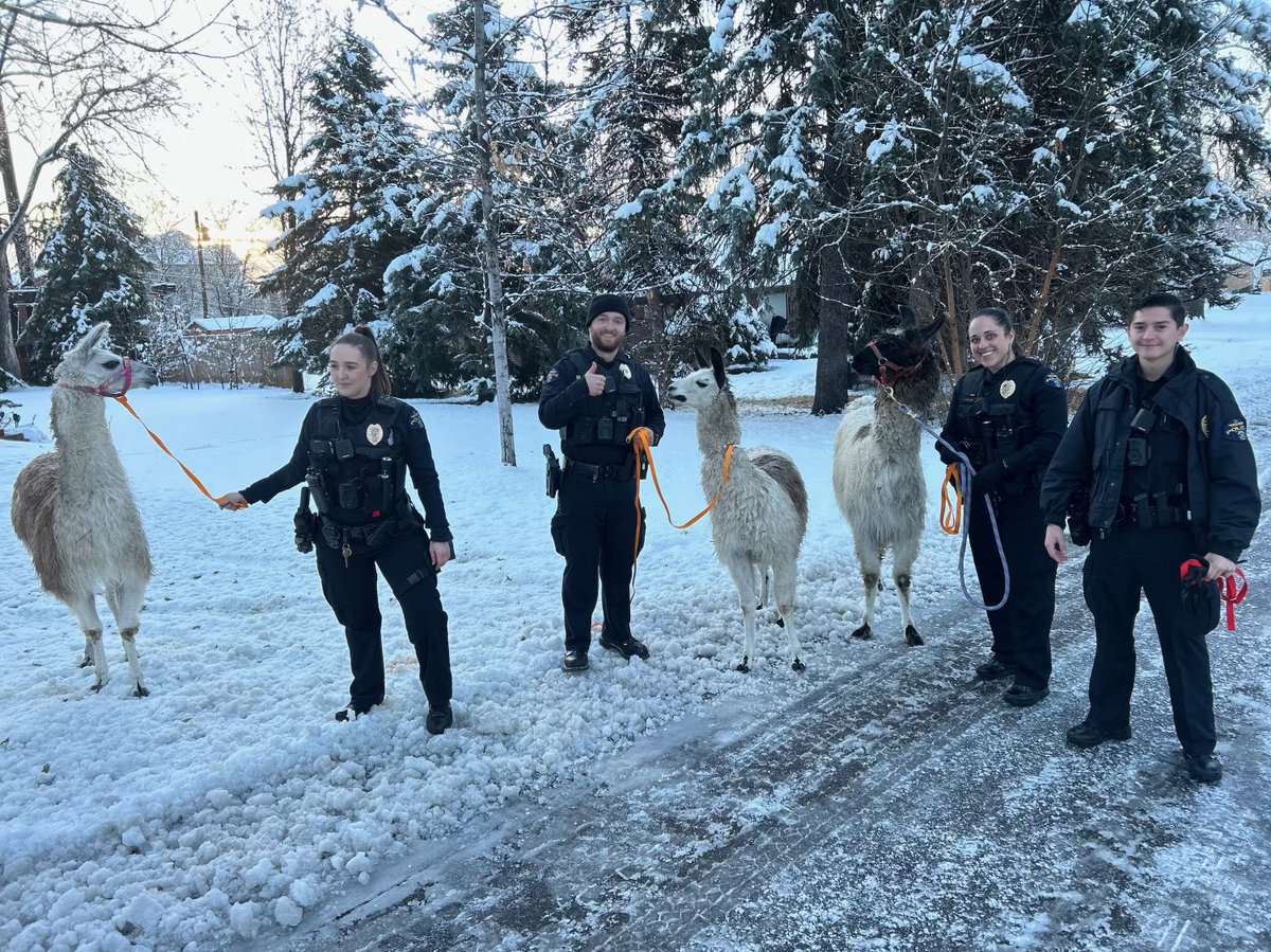 WheatRidgePD's tweet photo. In Colorado, even the llamas love fresh powder ❄️

Three llamas in southeast Wheat Ridge were so eager to play in the snow this morning, they got out of their fence.

Sofia, Tina and Napoleon are back home with their folks now after hanging out with our team 🦙🦙🦙 https://t.co/FTrQhVQzJi