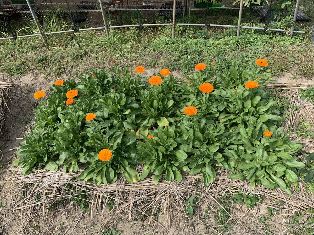 BrightBirdBio's tweet image. 是日立春，新年伊始，自covid 2019年爆發之後，我地嘅世界，以及人與人之間出現了唔同程度嘅Divergence，intensive嘅有死別，less intensive嘅就係生離。

究竟人嘅Destiny同Karma嘅操作原理係點？

Biodynamic Farming除左耕作之外，又點對靈性成長有益？

brightbirdbio.com/?p=3389