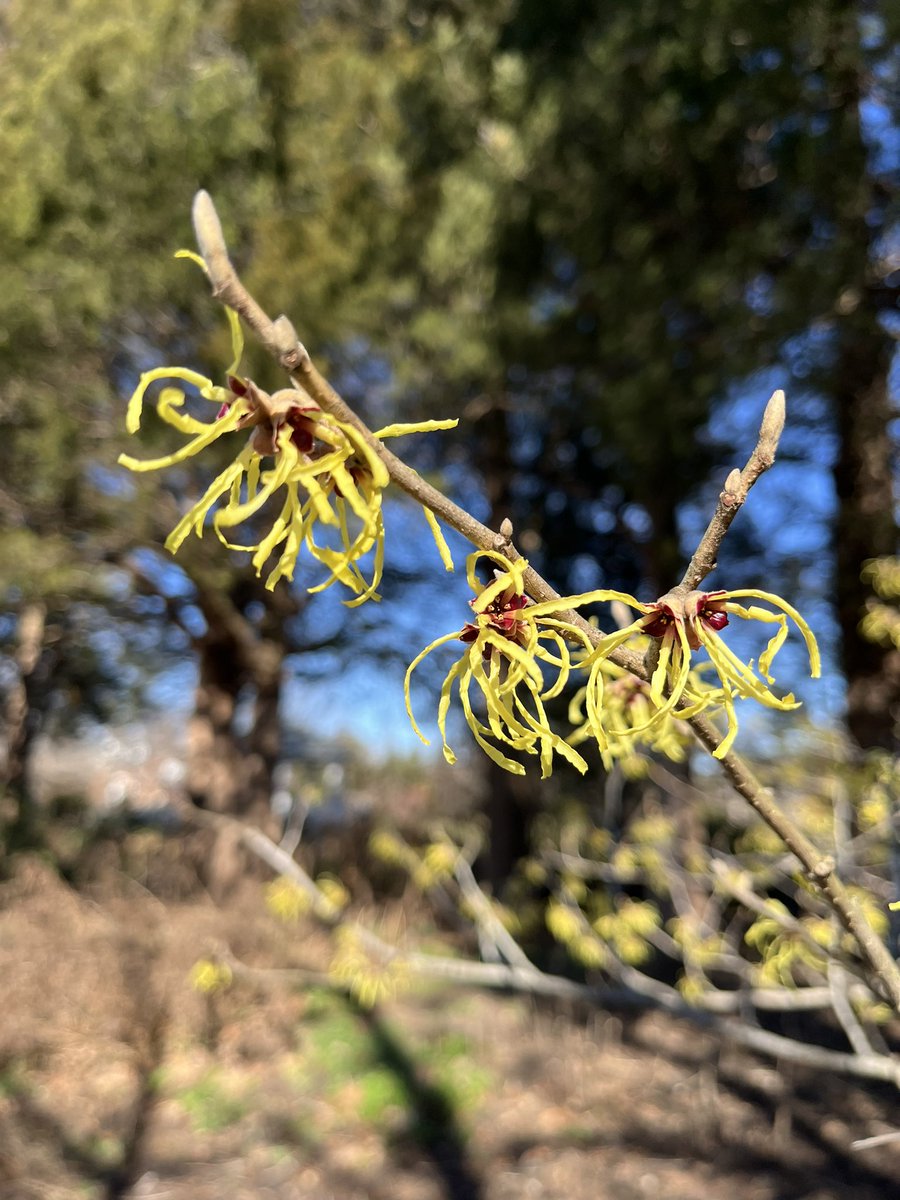 WDCGardener's tweet photo. Winter garden highlights at @friendsofgreenspring this weekend. #gardendc #dmv #greenspringgardens #nova #winter #whywintergarden #wintergarden https://t.co/u2FlRWV69P