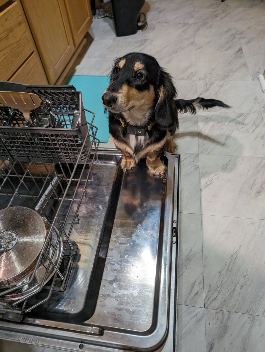 Kitchen supervisor is on the job! #BoscoTheNotSoMini #DogsOfX