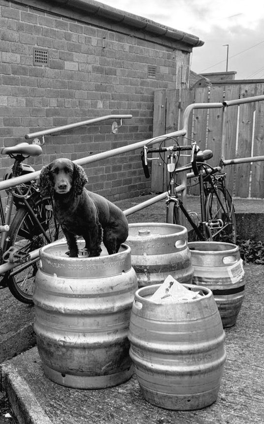 You can’t keep a good dog down. @heatonstanharry was back at @Heatonstan only days after having an operation. He did a stint in the club shop and changed the barrels for the bar as well! 📸 @OllyverTweet