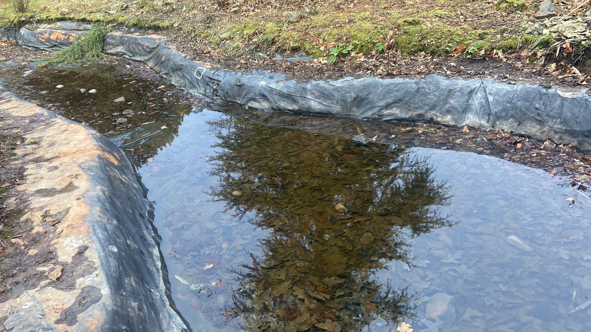 The garden team will be restoring the wildlife pond this month , this will improve biodiversity and will support wildlife 🐸

Watch out for further updates of this great project!