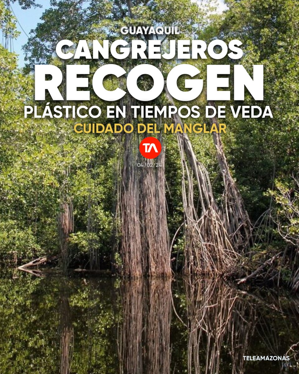 #AMBIENTE 🌳 | ¡Cuidado del manglar! Cangrejeros recogen plástico en tiempo de veda. Proyecto de eco trueque en Punta de Piedra ow.ly/i7SY50QxEvj