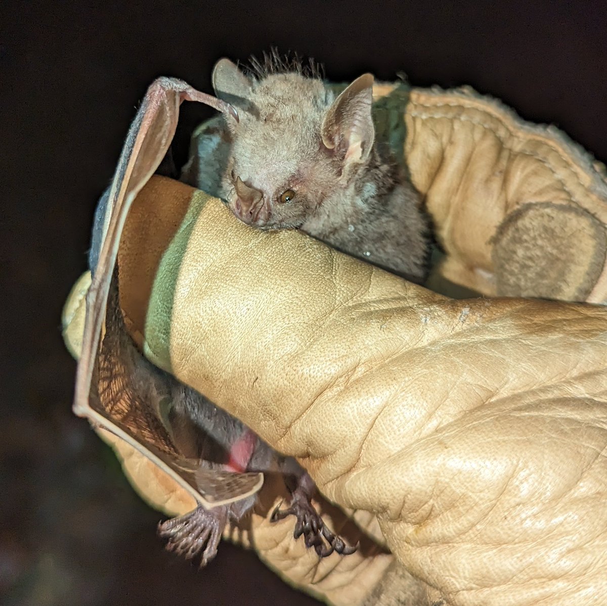 Bitty tiny Phyllops falcatus! Such an extreme flat face (and cool teeth). This particular one will contribute the genome @bat1kgenomes @BatBiology_org 🦇 and delivers his species secrets!