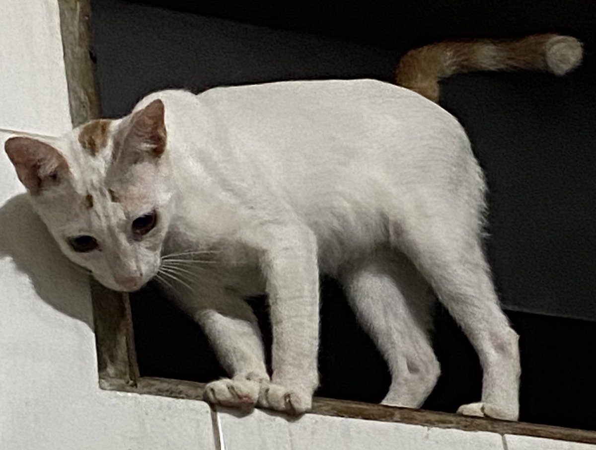 miuw_Ta's tweet photo. @hikokucing *please help repost*

Dicari kucing hilang di daerah Karang Tengah, Ciledug.

Cemong - jantan. putih corak hitam di kepala &amp; kaki blkg + ekor
Bengbeng - jantan. putih corak kuning di kepala &amp; ekor 

Kalau ada yg lihat tlg hubungi aku 😭 https://t.co/XZzew4nGbQ