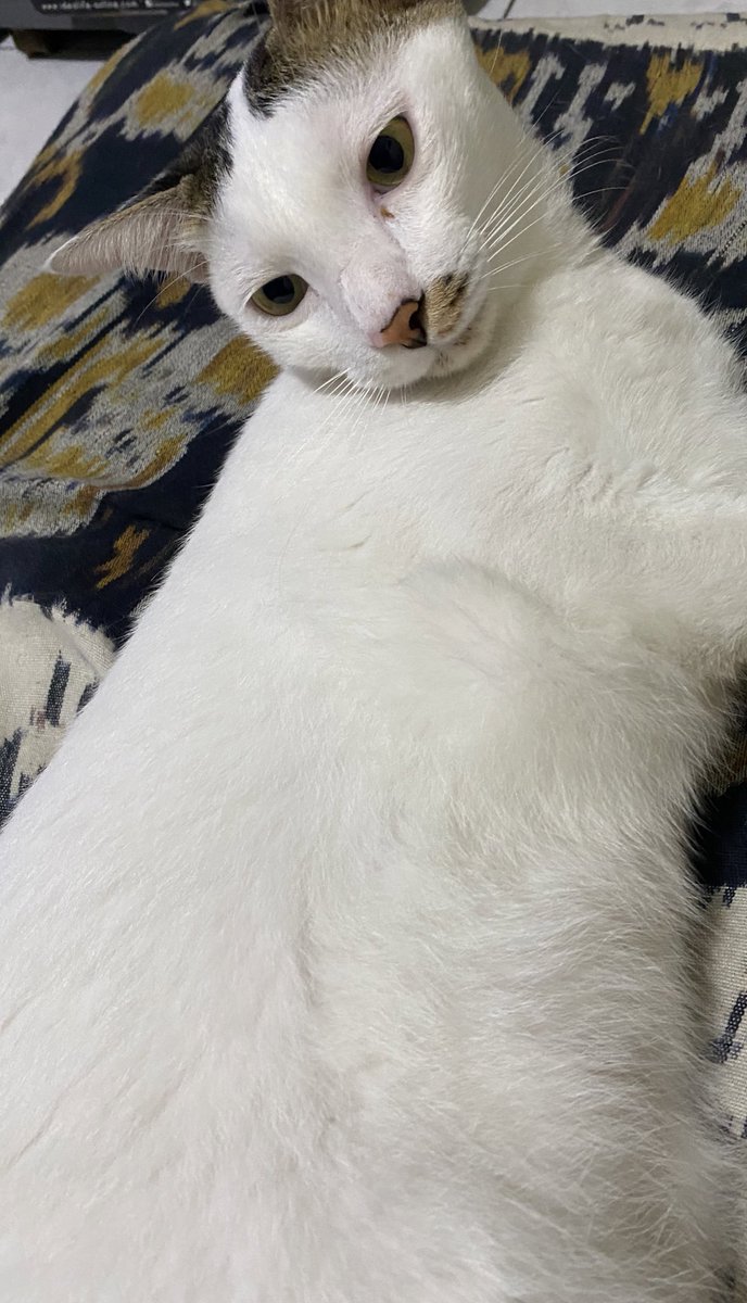 miuw_Ta's tweet photo. @hikokucing *please help repost*

Dicari kucing hilang di daerah Karang Tengah, Ciledug.

Cemong - jantan. putih corak hitam di kepala &amp; kaki blkg + ekor
Bengbeng - jantan. putih corak kuning di kepala &amp; ekor 

Kalau ada yg lihat tlg hubungi aku 😭 https://t.co/XZzew4nGbQ