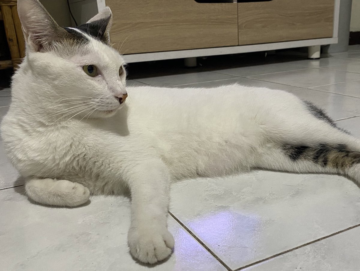 miuw_Ta's tweet photo. @hikokucing *please help repost*

Dicari kucing hilang di daerah Karang Tengah, Ciledug.

Cemong - jantan. putih corak hitam di kepala &amp; kaki blkg + ekor
Bengbeng - jantan. putih corak kuning di kepala &amp; ekor 

Kalau ada yg lihat tlg hubungi aku 😭 https://t.co/XZzew4nGbQ