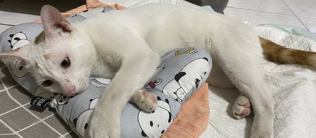 miuw_Ta's tweet photo. @hikokucing *please help repost*

Dicari kucing hilang di daerah Karang Tengah, Ciledug.

Cemong - jantan. putih corak hitam di kepala &amp; kaki blkg + ekor
Bengbeng - jantan. putih corak kuning di kepala &amp; ekor 

Kalau ada yg lihat tlg hubungi aku 😭 https://t.co/XZzew4nGbQ