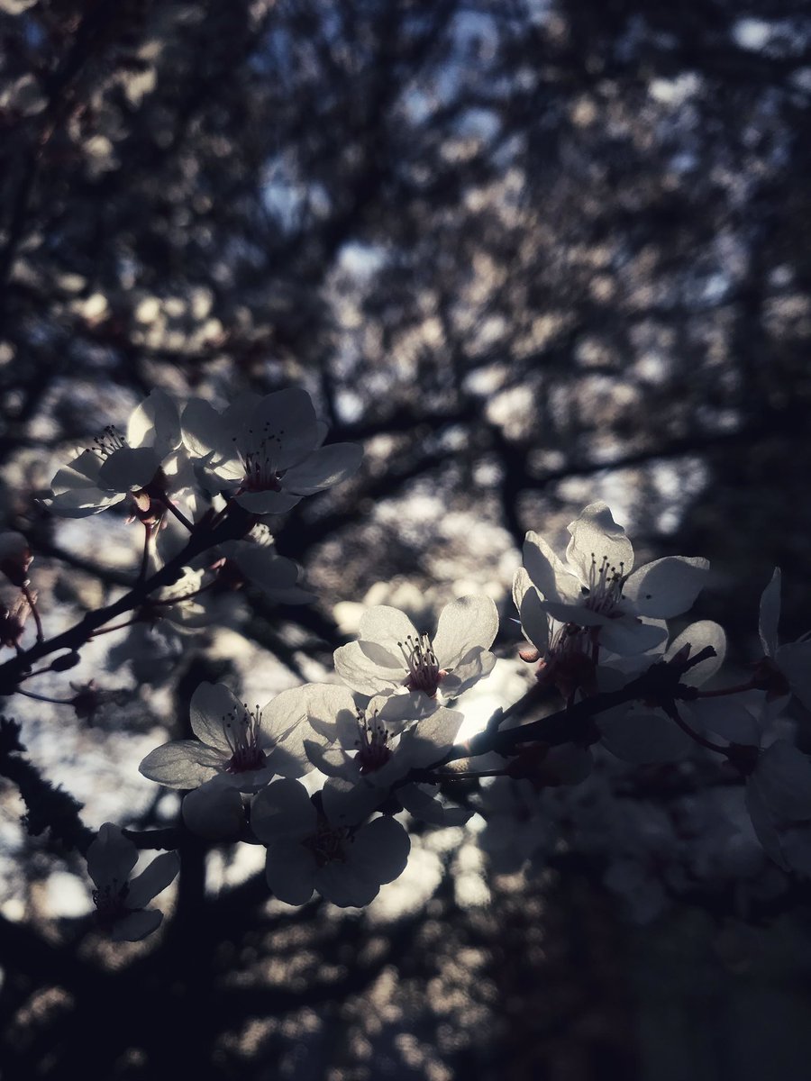 Plum blossom tree in the next door neighbours garden 🪴 🌸🌺 #february #flowers #cherryplumtree #cherryplumblossom #plumbblossom #plumtree #blossom #flowerstagram #flowerpower #flowerporn #sun #light #february #iphoneonly #filter #corkcity #ireland